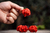 carolina reaper fruto chilli brothers