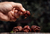 Carolina Reaper Chocolate original eua