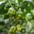 12 sementes de Pimenta Trinidad Scorpion Olive SEGUNDA MAIS FORTE DO MUNDO - comprar online