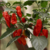 12 sementes de Pimenta Bhut Jolokia TERCEIRA MAIS FORTE DO MUNDO - comprar online