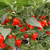 12 sementes de Pimenta Biquinho Red - comprar online