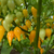 12 sementes de Pimenta Biquinho Gold - comprar online