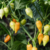 12 sementes de Pimenta Colt Yellow - comprar online