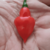 12 sementes de Pimenta Piãozinho - comprar online