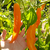 12 sementes de Pimenta Andina - comprar online