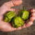 12 sementes de Pimenta Carolina Reaper Mustard - PIMENTA MAIS FORTE DO MUNDO - comprar online
