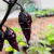 12 sementes de Pimenta Colt Black - comprar online
