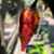 12 sementes de Pimenta Yellow Tiger - comprar online