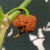 12 sementes de Pimenta Carolina Reaper Chocolate - PIMENTA MAIS FORTE DO MUNDO na internet