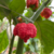 12 sementes de Pimenta Trinidad Scorpion SEGUNDA MAIS FORTE DO MUNDO - comprar online