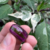 12 sementes de Pimenta RH Lilac - comprar online