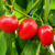 12 sementes de Pimenta Rocoto - comprar online