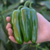 12 sementes de Pimenta Jalapeno - comprar online