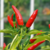 12 sementes de Pimenta Krakatoa - comprar online