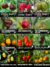 KIT SEMENTES DE PIMENTA EXTRA HOT - 12 pacotes de sementes de PIMENTA SUPER FORTES