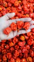 5 Frutos de Carolina Reaper - Pimenta mais forte do mundo
