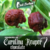 carolina reaper chocolate  sementes