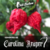 Sementes de Pimenta Carolina Reaper - PIMENTA MAIS FORTE DO MUNDO