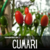 Pimenta Cumari