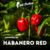 12 sementes de pimenta  Habanero Red Chilli Brothers