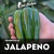 12 sementes de pimenta Jalapeno chilli brothers