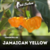 pimenta jamaican yellow