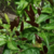 12 sementes de Pimenta Malagueta Chocolate - comprar online