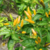 12 sementes de Pimenta Malagueta Yellow - comprar online