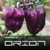12 sementes de Pimenta Orion Chilli Brothers