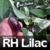 sementes de pimenta Rh lilac