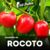 pimenta rocoto