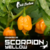 scorpion yellow sementes