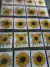 GIRASOLES CON FONDO TRANSPARENTE X 40