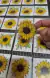 GIRASOLES CON FONDO TRANSPARENTE X 40 en internet