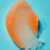 Esfoliante Tree Hut- Peach Sorbet 510g - loja online