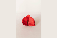 Dupla de Porta Guardanapo Orquídea Bordô - comprar online