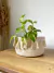 Canasto flecos - comprar online