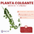 Planta Colgante Batata - comprar online