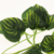 Planta Colgante Sandia en internet
