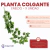 Planta Colgante Eneldo - comprar online