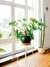Imagen de Planta Artificial 1 Metro - Filodendros