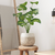 Planta Artificial 1 Metro - Dieffenbachia - comprar online