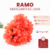 Ramo de Margaritas Uma - comprar online