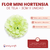 Mini Hortensia