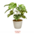 Planta Artificial 65 Cm - Monstera