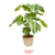 Planta Artificial 1 Metro - Dieffenbachia