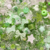 Mix de Cuentas Premium Verde x 500grs - 420 unidades - comprar online