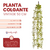 Planta Colgante Vintage 50 Cm en internet