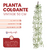 Planta Colgante Vintage 50 Cm - CandyCraft Souvenirs en Once