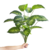 Planta Artificial 65 Cm - Dieffenbachia en internet
